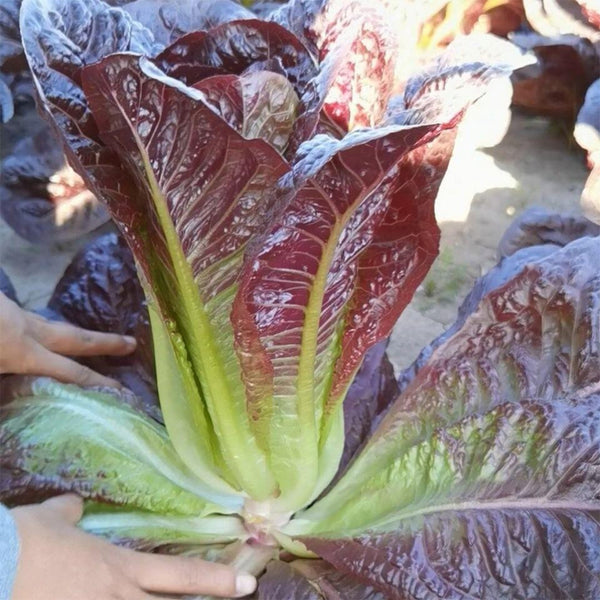 Purple Leaf Romaine Lettuce Seeds, 3g
