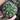 Echinopsis obrepanda, 3-4cm