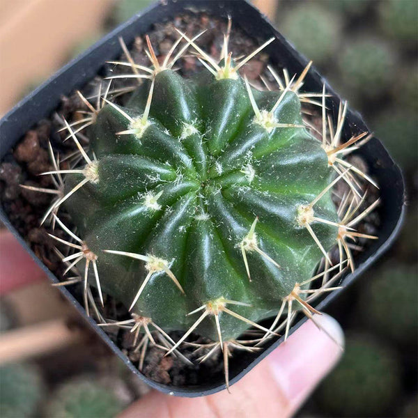 Echinopsis obrepanda, 3-4cm