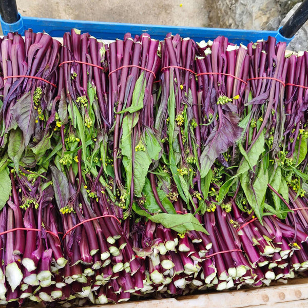 Xishuai Purple Stem Mustard Seeds, 500 Seeds