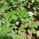 Dutch Purslane Seeds, 10g
