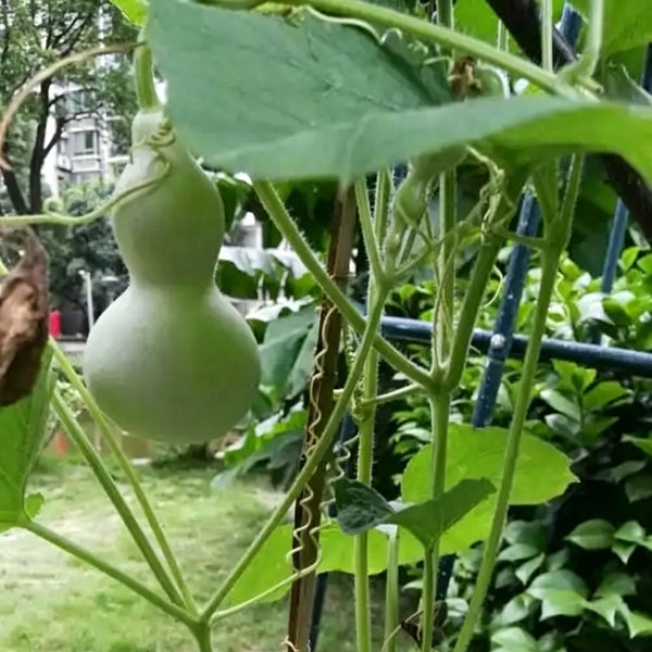 Small Waist Gourd, 20 Seeds