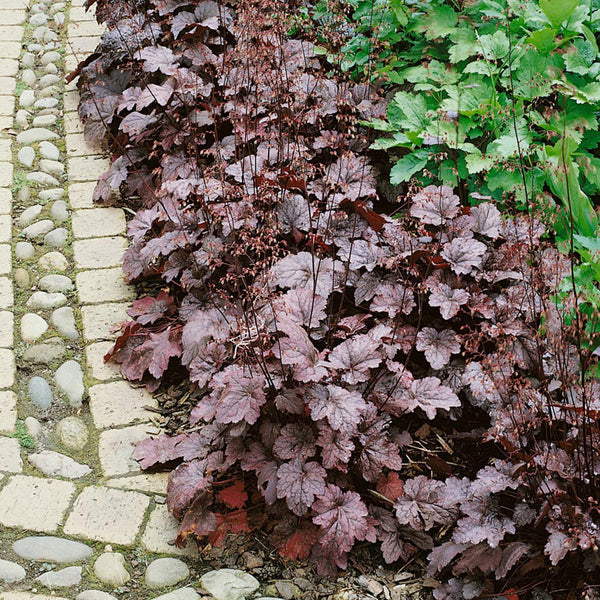 Purple Palace Heuchera, 20 Seeds