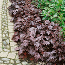 Purple Palace Heuchera, 20 Seeds