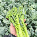 Qinghuatai No.1 Broccolini Seeds, 1000 Seeds