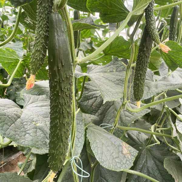 'Emerald Heart' Cucumber Seeds, 3g