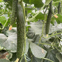 'Emerald Heart' Cucumber Seeds, 3g