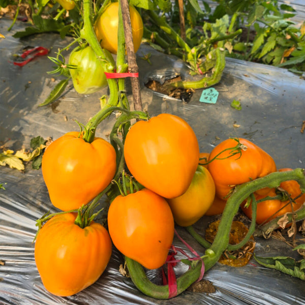 681 Kezula 100 Tomato, 5 Seeds