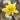 Large Flower Pure Yellow Wintersweet, 20 Seeds