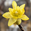 Large Flower Pure Yellow Wintersweet, 20 Seeds