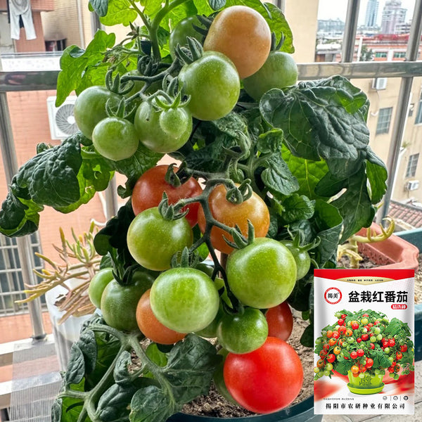 Dwarf Compact Red Cherry Tomato, 100 Seeds