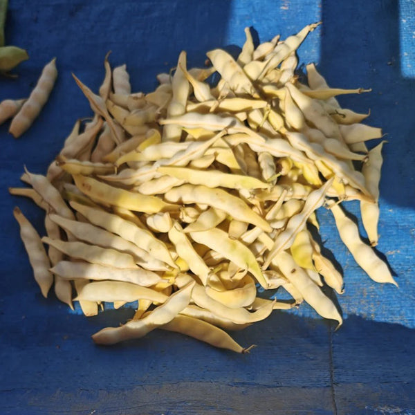 'Rabbit's White Eye' Oil Bean, 50 Seeds