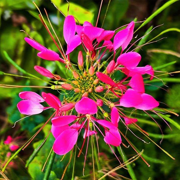 Rose Red Spider Flower Seeds, 200 Seeds