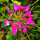 Rose Red Spider Flower Seeds, 200 Seeds