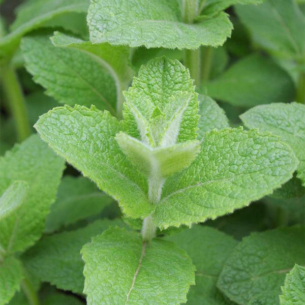 Apple Mint, 1000 Seeds
