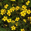 Spanish Needles, 200 Seeds