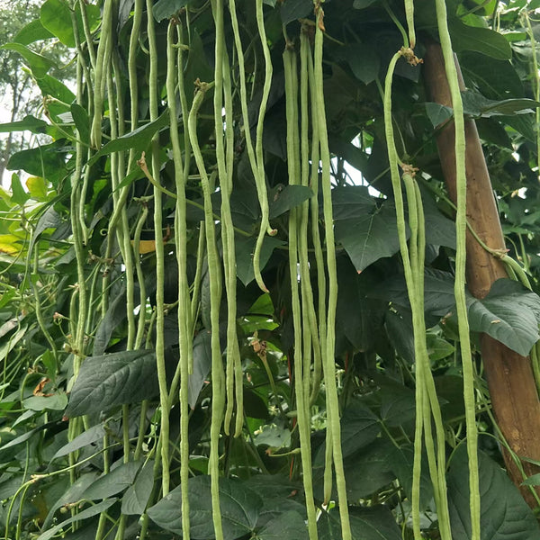 'Jiangshan Sijin' Cowpea Seeds, 100g