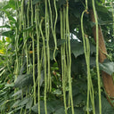 'Jiangshan Sijin' Cowpea Seeds, 100g
