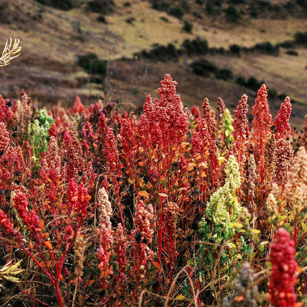 Red Quinoa Planting Seeds, 30 Grams ≈ 11000 Seeds