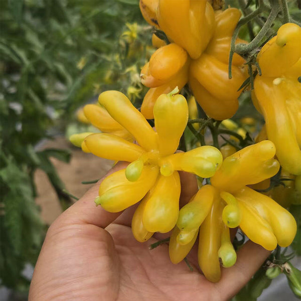 Sweet Popping Candy Tomato, 3 Seeds