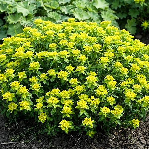 Cushion Spurge, 5 Seeds