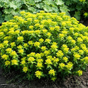 Cushion Spurge, 5 Seeds