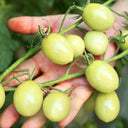 Yanbai No. 9 Cherry Tomato, 20 Seeds