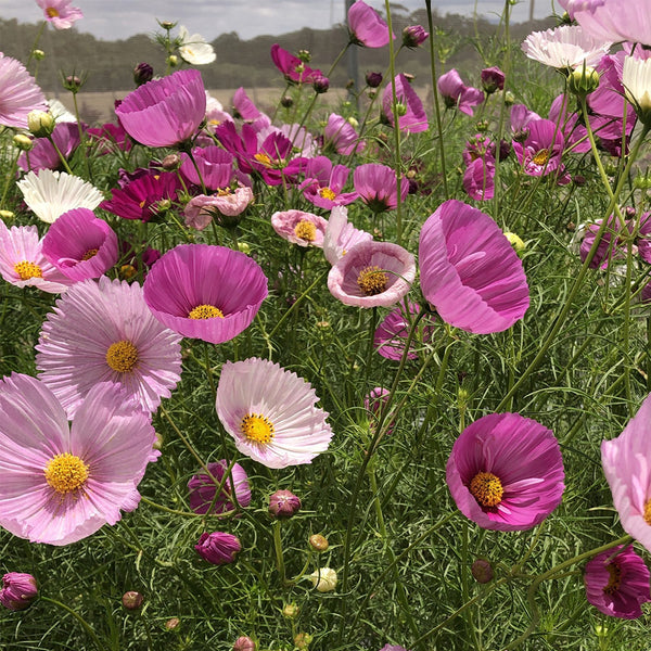 Hezhichun Cosmos bipinnatus 'Cupcakes' Seeds, 1g