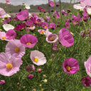 Hezhichun Cosmos bipinnatus 'Cupcakes' Seeds, 1g