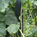 Iron-Heart Black Missile Winter Melon, 50 Seeds