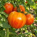 375 Beauty Queen Heart Tomato, 5 Seeds
