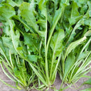 Broad-leaved Shepherd's Purse Seeds, 10g