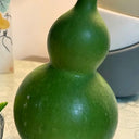 Jade Green Gourd, 10 Seeds