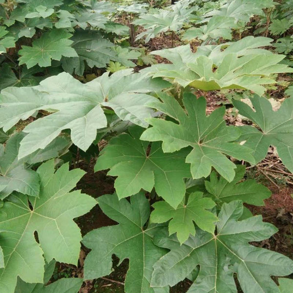 Rice Paper Plant, 100 Seeds