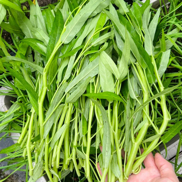 Meifeng No.1 Water Spinach Seeds, 20g