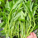 Meifeng No.1 Water Spinach Seeds, 20g
