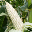 Sweet-waxy No.182 Corn Seeds