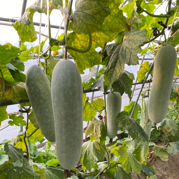 Taiwan Small Wax Gourd Seeds, 200 Seeds