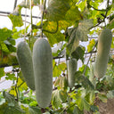 Taiwan Small Wax Gourd Seeds, 200 Seeds