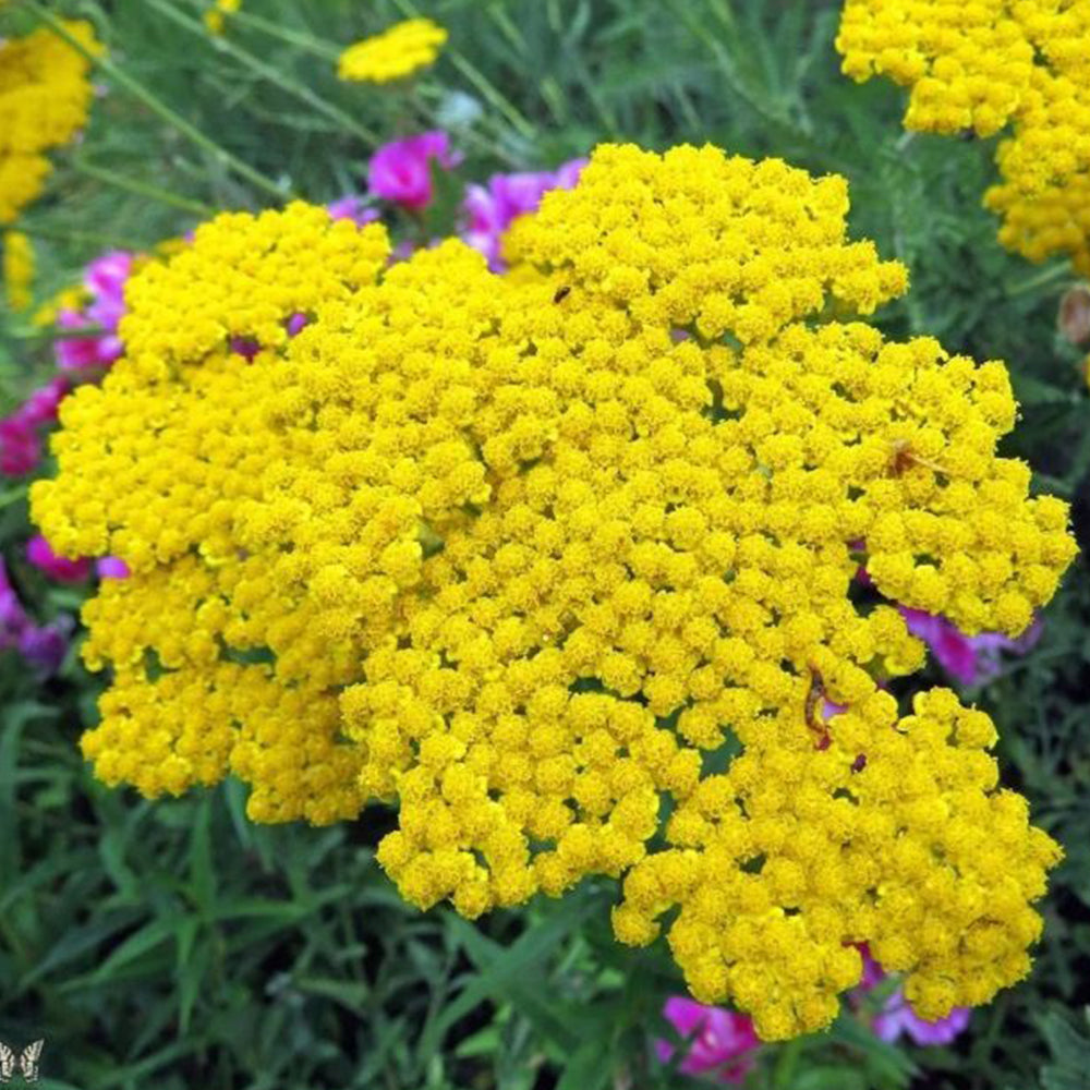 Yellow Yarrow Seeds, Pkt of 500