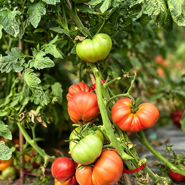 862 Cantati 6 Tomato, 5 Seeds