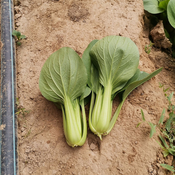 'Hefeng' Shanghai Bok Choy Seeds, 20g