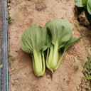 'Hefeng' Shanghai Bok Choy Seeds, 20g