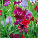 Tall Sweet Pea, Mixed