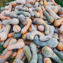 Yellow Wolf Golden Hook Pumpkin Seeds, 10g