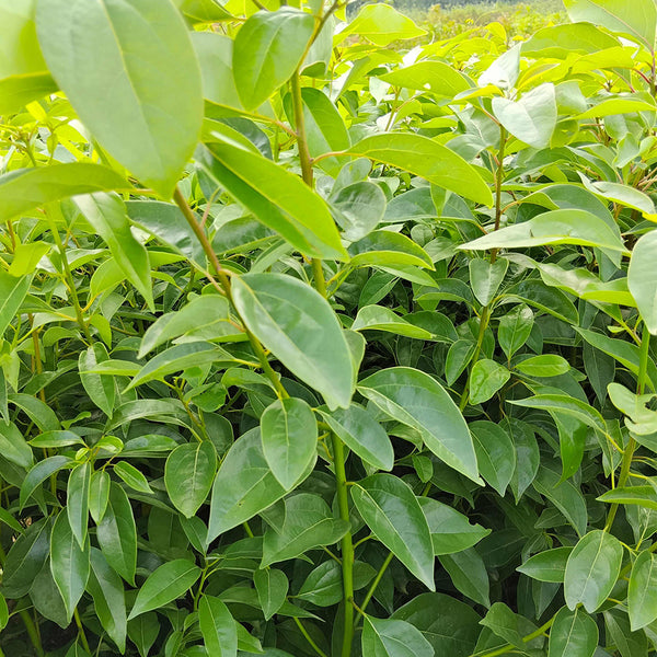 Small Leaf Camphor Tree, 100 Seeds
