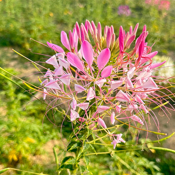 Pink Spider Flower Seeds, 200 Seeds