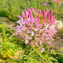 Pink Spider Flower Seeds, 200 Seeds