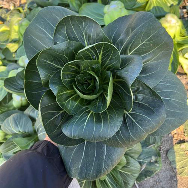 'Black General' Bok Choy Seeds, 10g