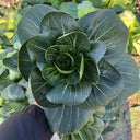 'Black General' Bok Choy Seeds, 10g